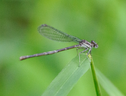 Variable Dancer