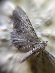 Eupithecia abbreviata