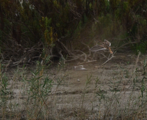 iNaturalist image
