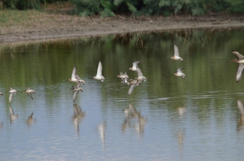 iNaturalist image