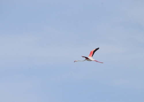 iNaturalist image