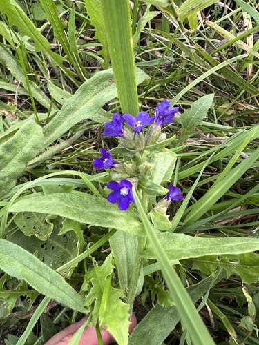 common alkanet