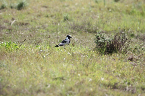 iNaturalist image