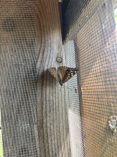 Hackberry Emperor