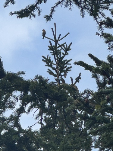 Red Crossbill