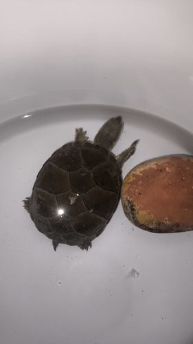 Tortuga pecho quebrado amarilla