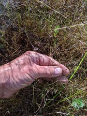 Deschampsia danthonioides