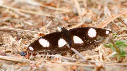Danaid Eggfly
