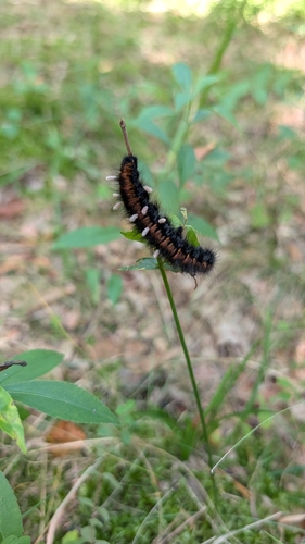 Fox Moth