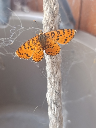 Spotted Fritillary