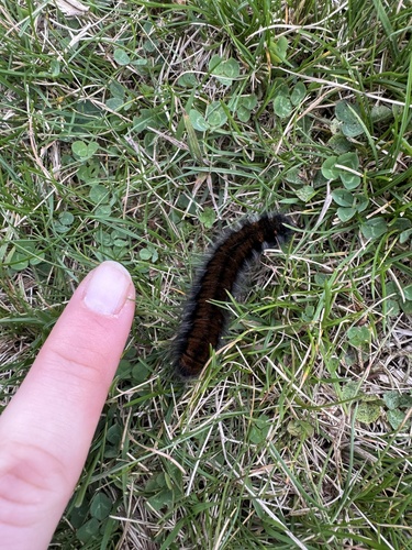 Fox Moth