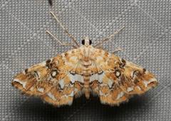 Elophila icciusalis