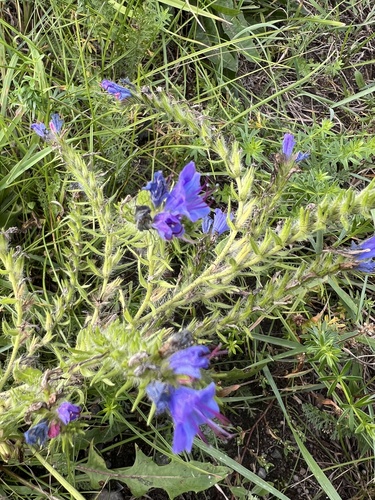 viper's-bugloss