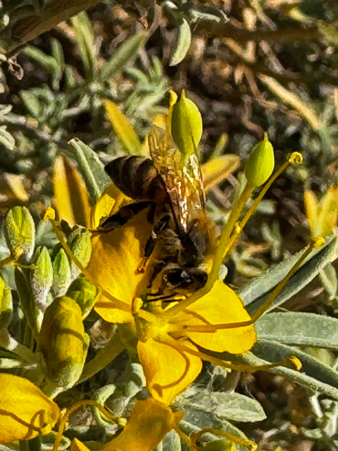 Western Honey Bee