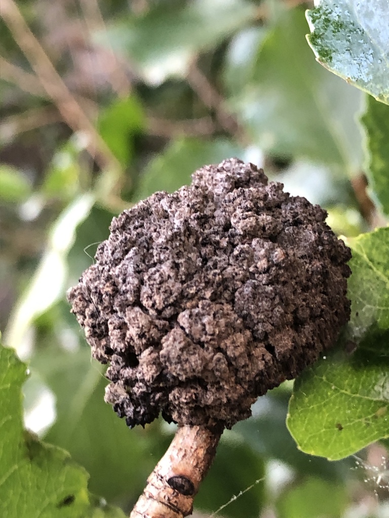 Aceria populi