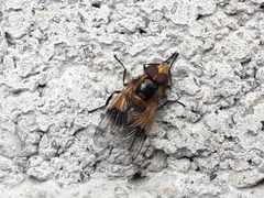 Volucella inflata