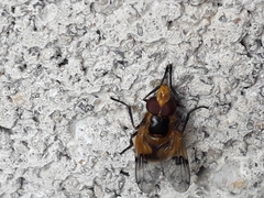 Volucella inflata