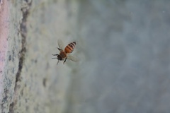 Apis mellifera