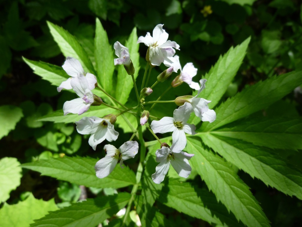 pinnate coralroot