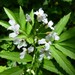 Cardamine heptaphylla - Photo (c) Marc Blanc, algunos derechos reservados (CC BY-NC-SA)