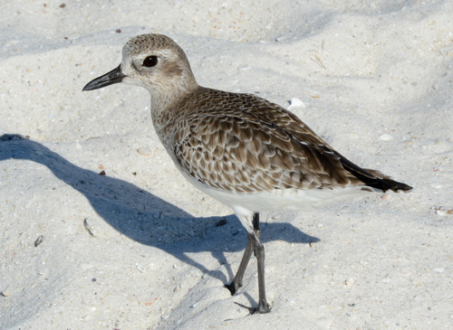 iNaturalist image