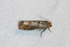 Pseudococcyx posticana