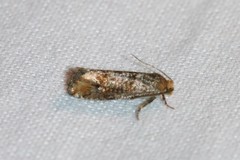 Pseudococcyx posticana