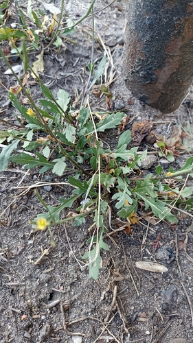 annual wall-rocket