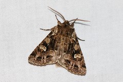 Pachetra sagittigera