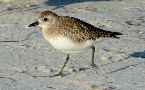 iNaturalist image