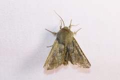 Orthosia opima