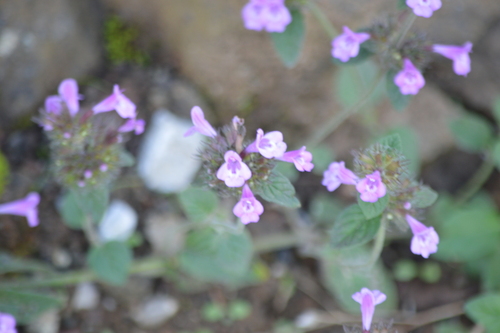 Wild Basil