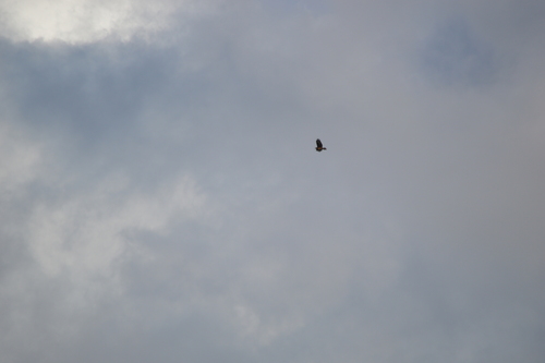 Common Buzzard
