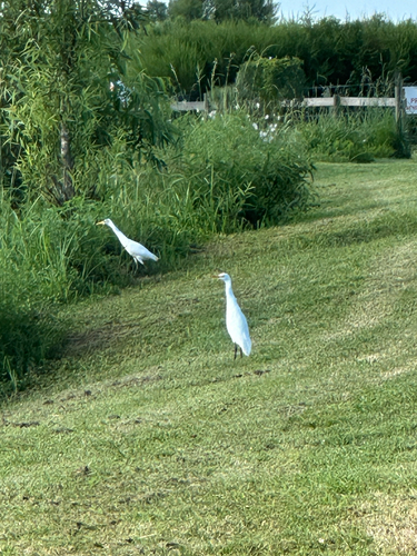 iNaturalist image