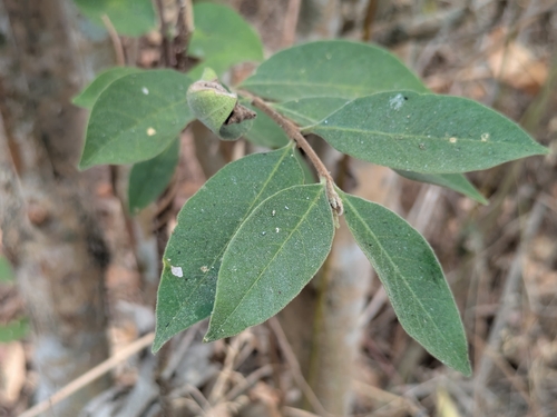 Wrightia pubescens observed 2026-09-09