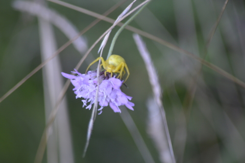 Goldenrod Crab Spider