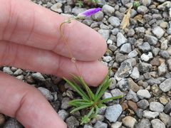 Phemeranthus calcaricus