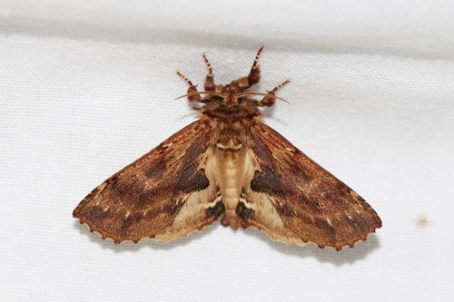 Coxcomb Prominent