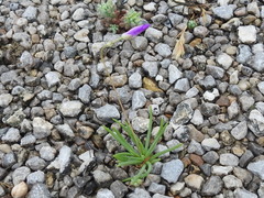 Phemeranthus calcaricus