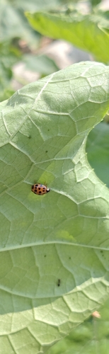 Asian Lady Beetle