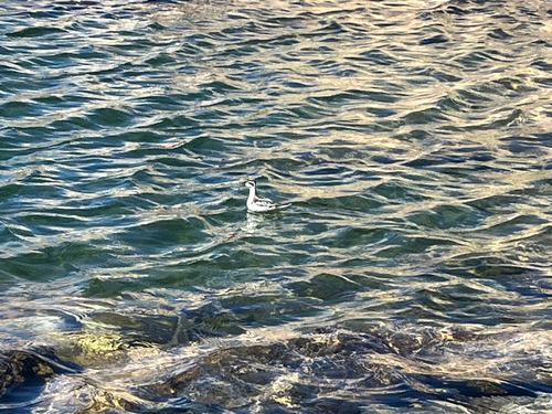 iNaturalist observation photo of Red-necked Phalarope