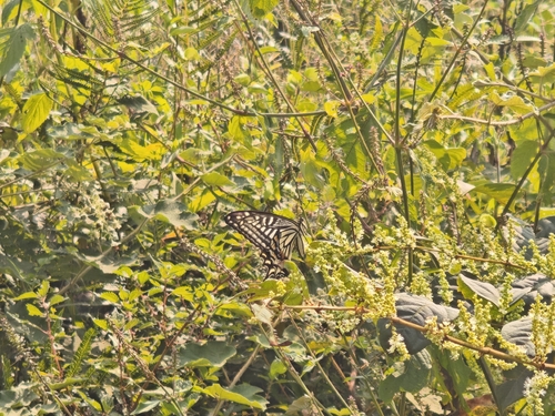 Chinese Yellow Swallowtail