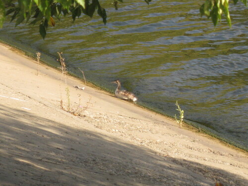 iNaturalist image