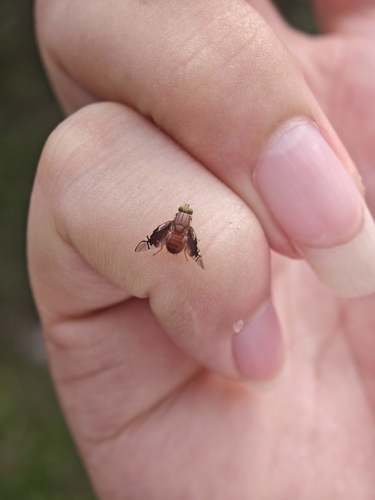 Philophylla rufescens