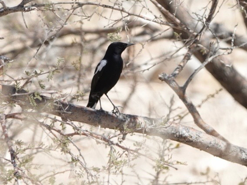 Mountain Chat