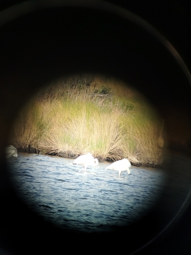 iNaturalist image