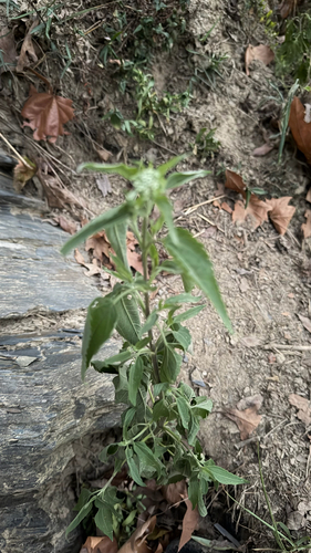 late boneset