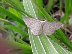 Scopula virgulata