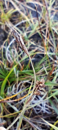 Carex panicea