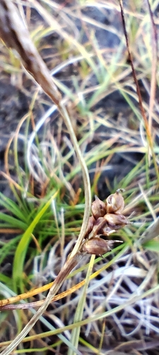 Carex panicea, photograph 2